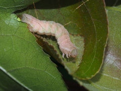 Pingasa ruginaria pacifica