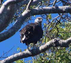 Haliaeetus vociferoides