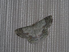 Pingasa ruginaria pacifica