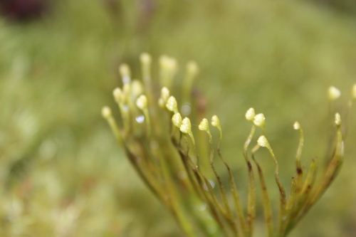 Image of Schizaea dichotoma by (c) Joe Dillon, some rights reserved (CC BY)