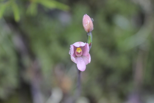 Image of Thelymitra carnea by (c) Joe Dillon, some rights reserved (CC BY)