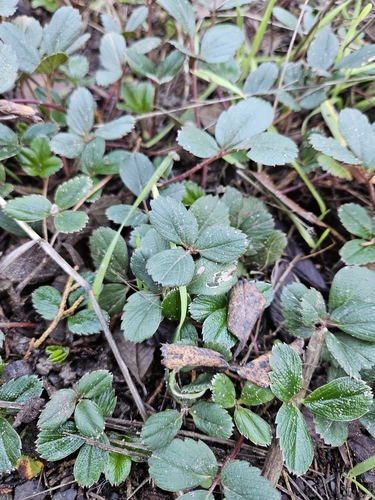 Fragaria chiloensis