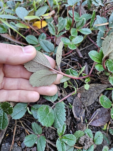 Fragaria chiloensis