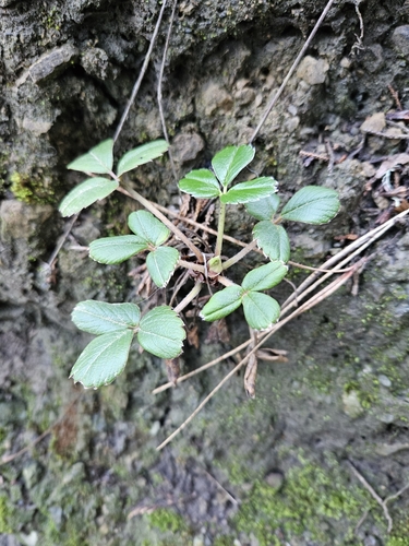 Fragaria chiloensis