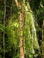 Zamia pseudoparasitica