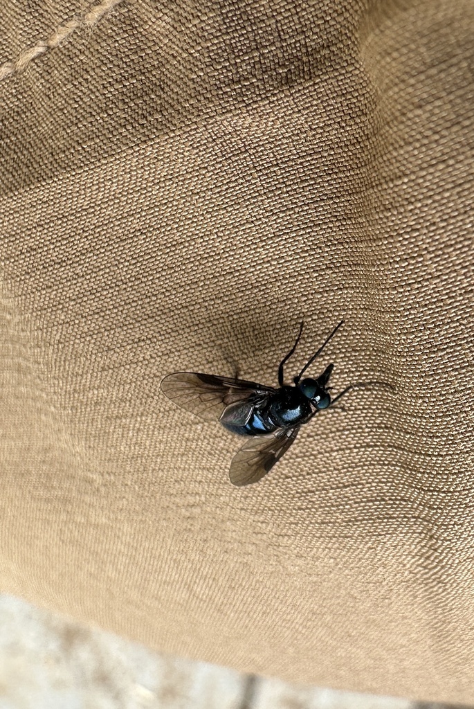 Dasyomma caeruleum