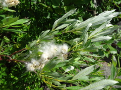 Salix pellita