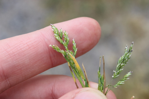 Image of Poa infirma by (c) Joe Dillon, some rights reserved (CC BY)