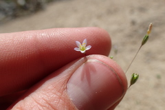 Leptosiphon septentrionalis