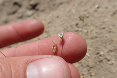 Leptosiphon septentrionalis