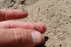 Leptosiphon septentrionalis