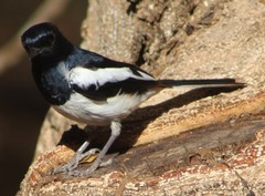 Copsychus albospecularis