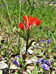 Castilleja scorzonerifolia