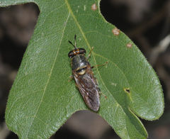 Hermetia chrysopila