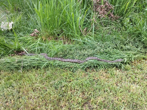 Coastal Carpet Python sighting
