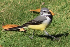 Motacilla flaviventris