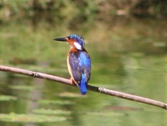 Corythornis vintsioides