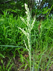 Poa eminens