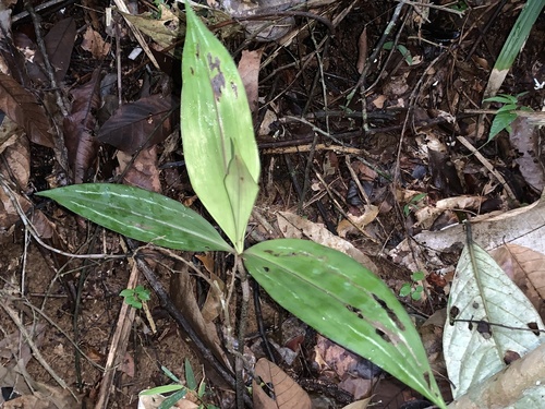 Dichorisandra procera (Dichorisandra procera)