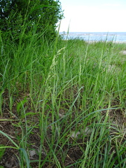 Poa eminens