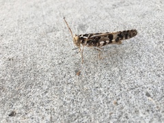 Dissosteira spurcata