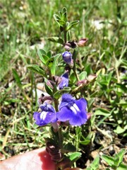 Scutellaria potosina