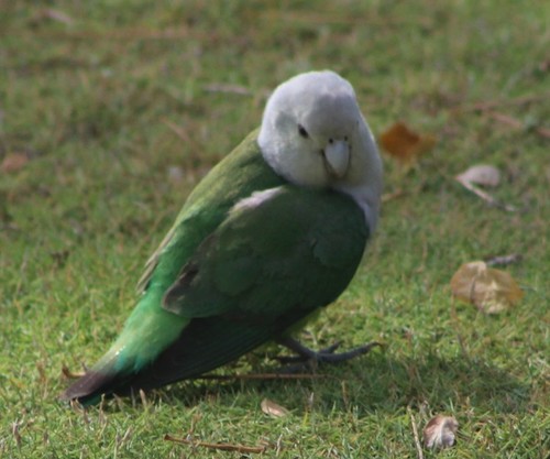 Grey-headed Lovebird