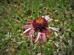Gaillardia mexicana