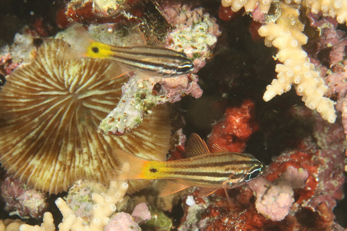 Photo of Ochre-striped cardinalfish (Ostorhinchus compressus)