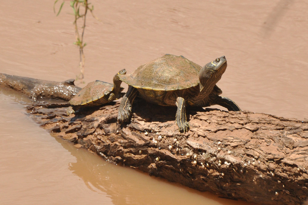 Mississippi Map Turtle Reptiles And Amphibians Of Mississippi