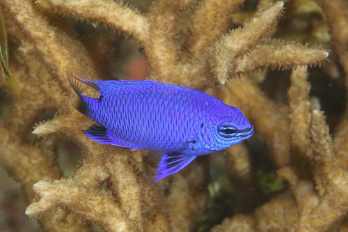 Blauwe juffer (Chrysiptera cymatilis) — Pomacentridae