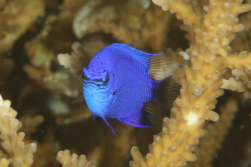 Blue damsel (Chrysiptera cymatilis) — Pomacentridae — 4