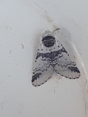 Furcula scolopendrina