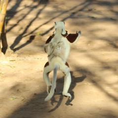 Propithecus coquereli
