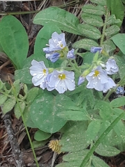 Polemonium pulcherrimum delicatum