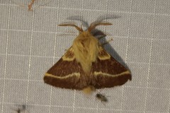 Malacosoma californica