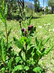 Vernonia greggii