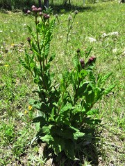 Vernonia greggii