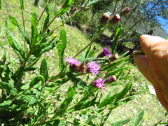 Vernonia greggii