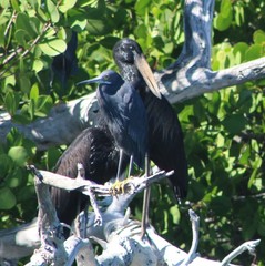 Egretta garzetta dimorpha