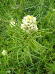 Pseudognaphalium viscosum