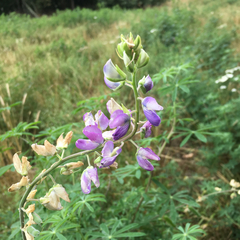 Lupinus rivularis