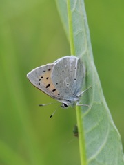 Tharsalea rubidus ferrisi