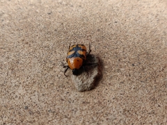 Euphoria fascifera