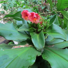 Costus guanaiensis