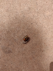 Euphoria fascifera