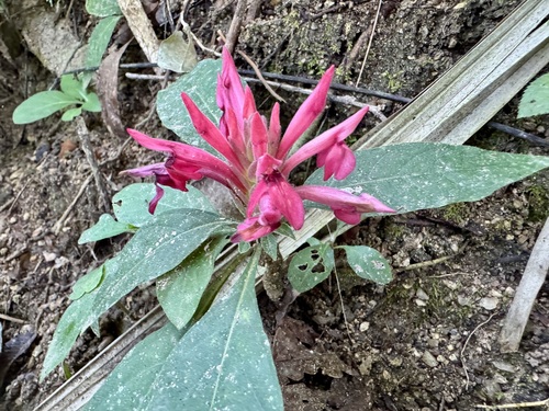Image of Aphelandra scabra by no rights reserved