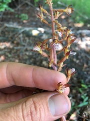 Corallorhiza maculata maculata