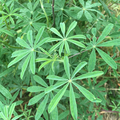 Lupinus rivularis