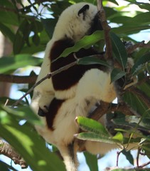 Propithecus coquereli